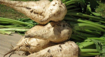 Vše o cukrové řepě a jak ji pěstovat?